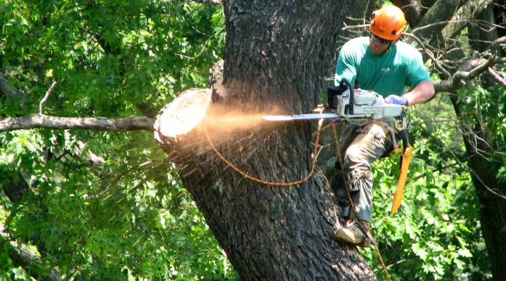 Affordable Tree Service